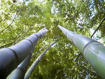 Bamboo Jungle Tours - Tropical Nursery